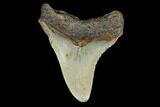 Fossil Megalodon Tooth - North Carolina #130036-1